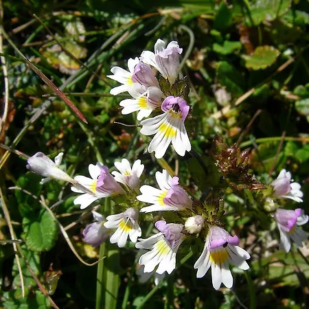 Haus Hahnenhof Leutasch